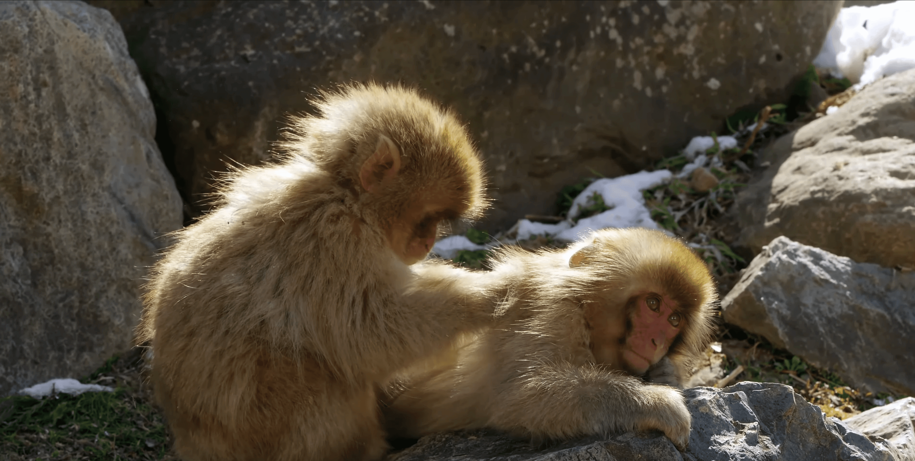 adolescent snow monkeys grooming in spring.