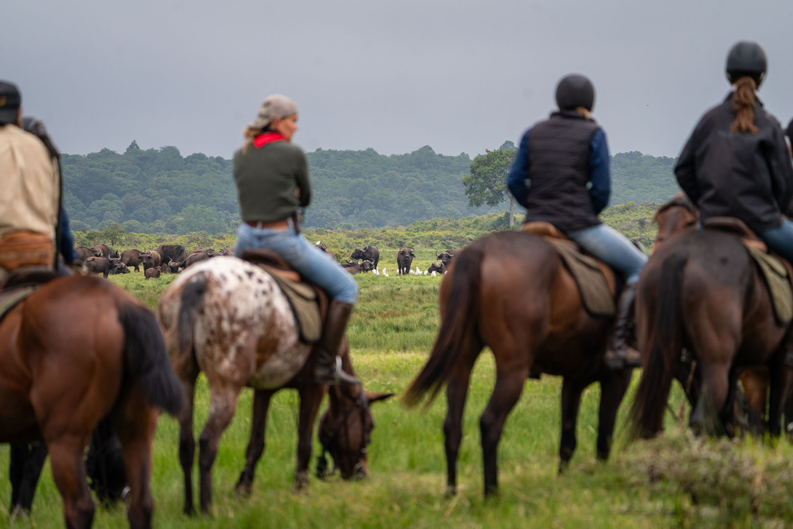Kilimanjaro Elephant Ride, Arusha National Park, Tanzania – elefant i högt gräs tittar mot kameran, medan fem ryttare till häst på ridsafari i bakgrunden betraktar elefanten i ett grönt och frodigt landskap.