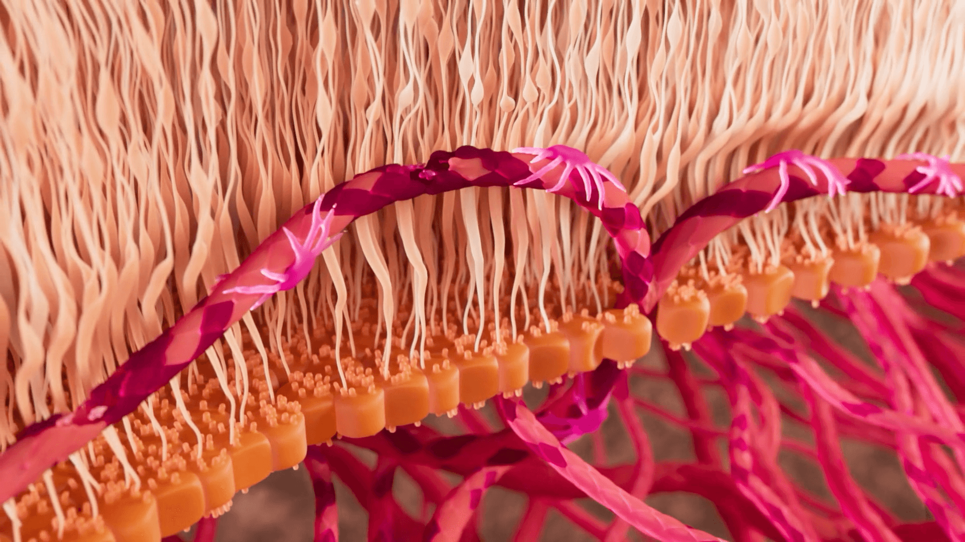 Cut-out blood vessel inside the retina in the human eye