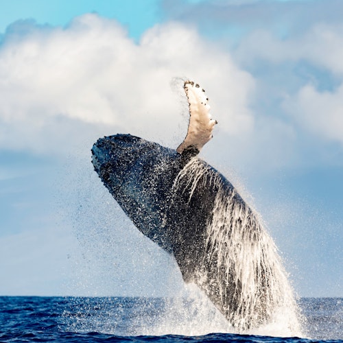 在瓦胡岛鲸鱼观赏之旅中，一条座头鲸从太平洋中跃出，场面壮观，恰好被捕捉在半空中。