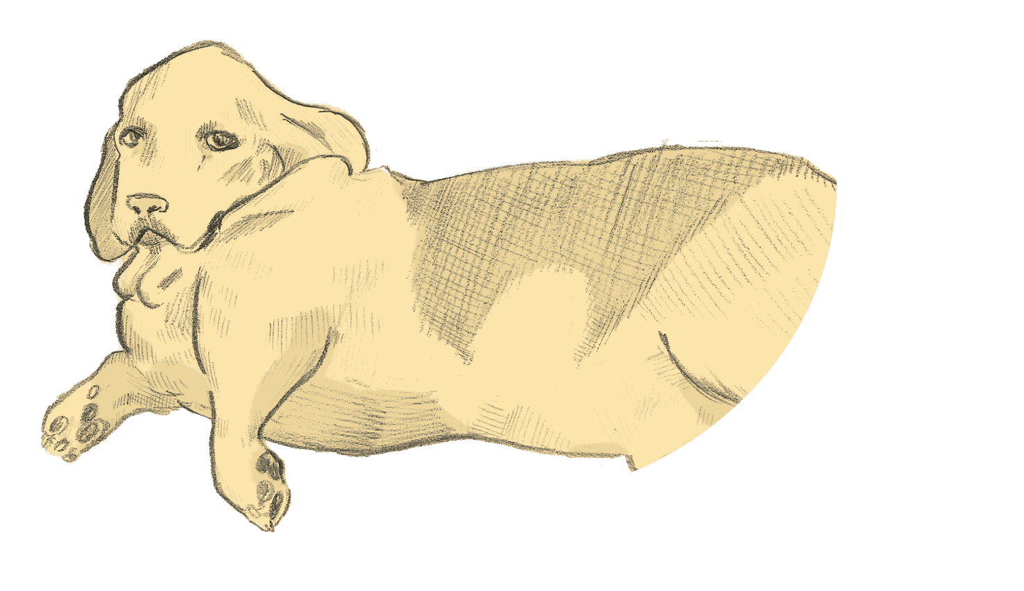 dog laying illustration