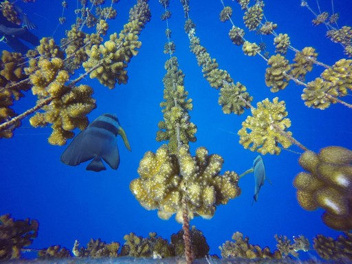 Coral Regeneration Programme 2024
