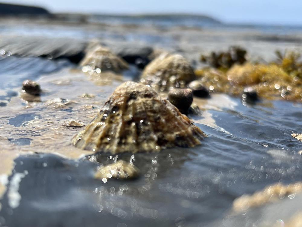 Shoshannah Phoenix - Heal Hero image