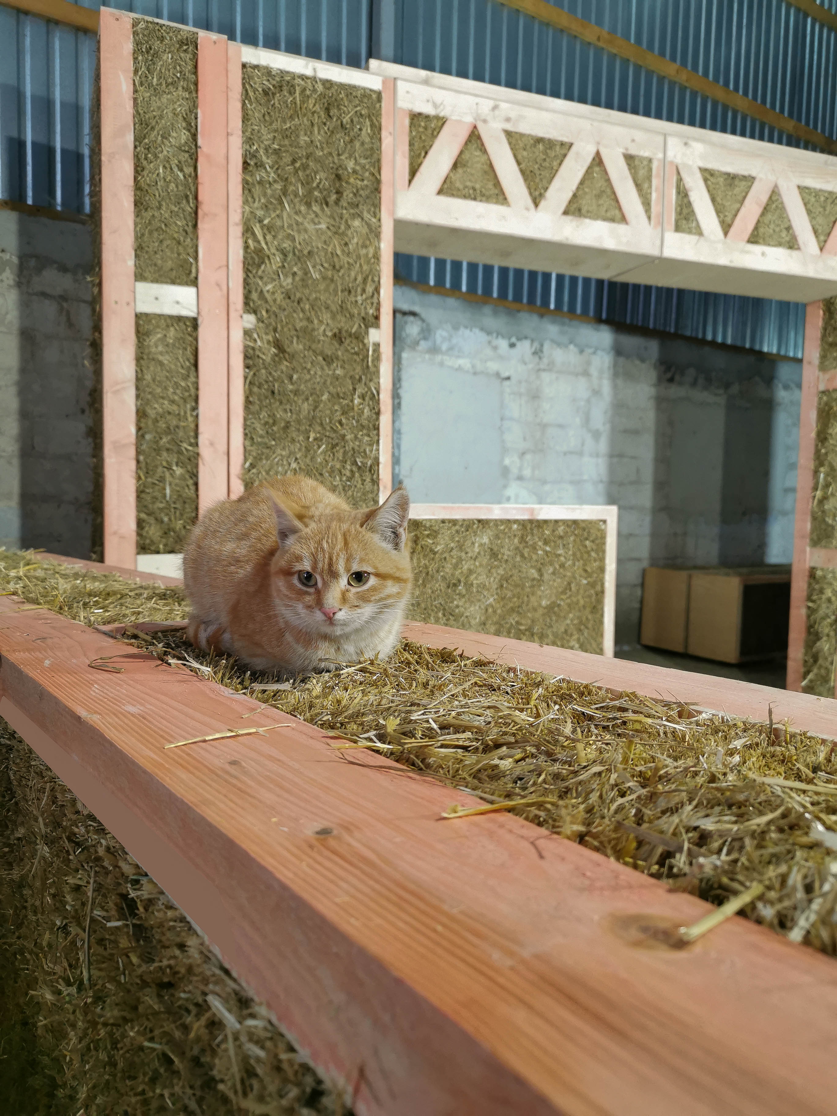 A cat against the background of straw panels