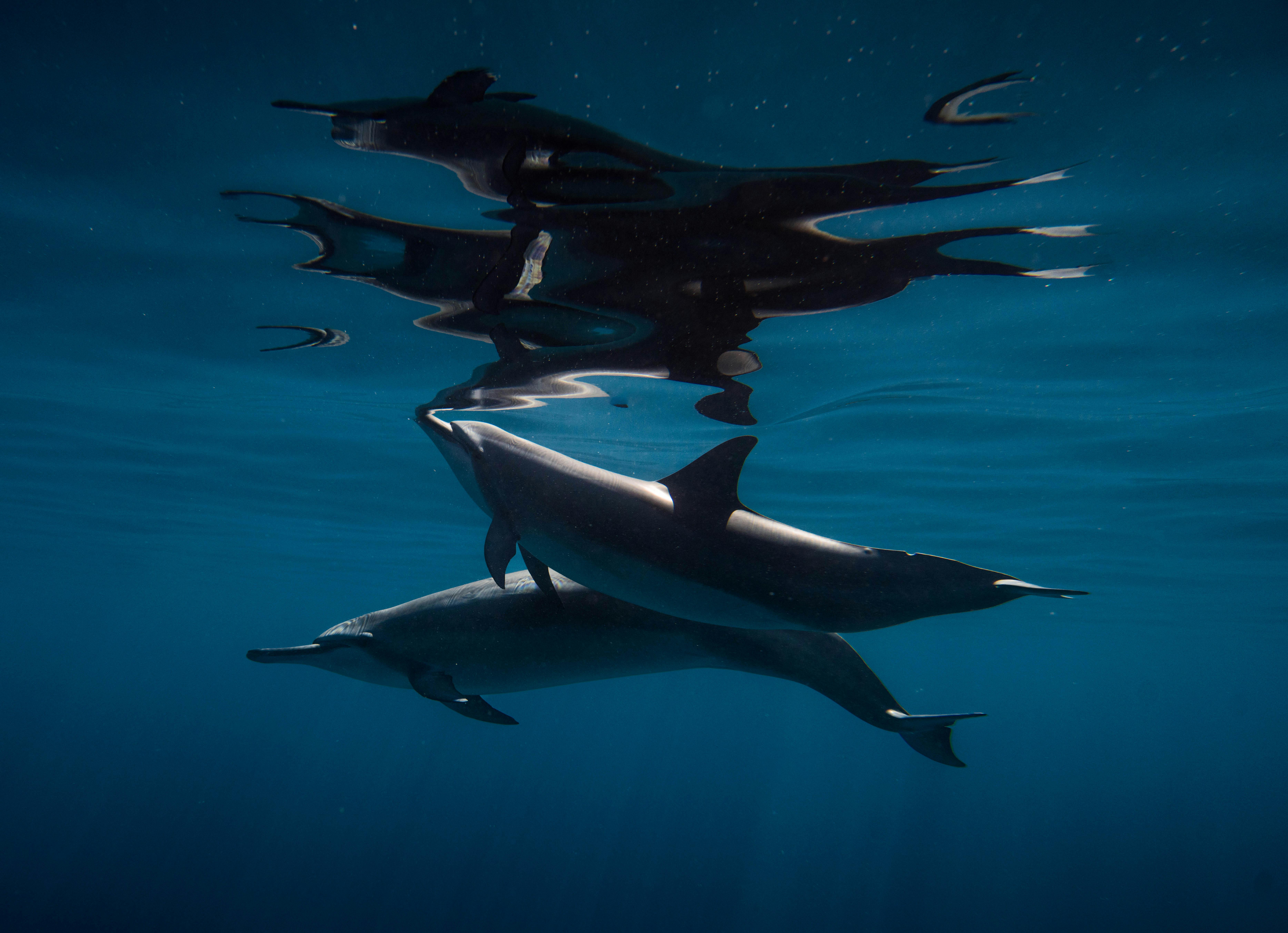 Wildlife You Might See on Oahu’s North Shore This Summer