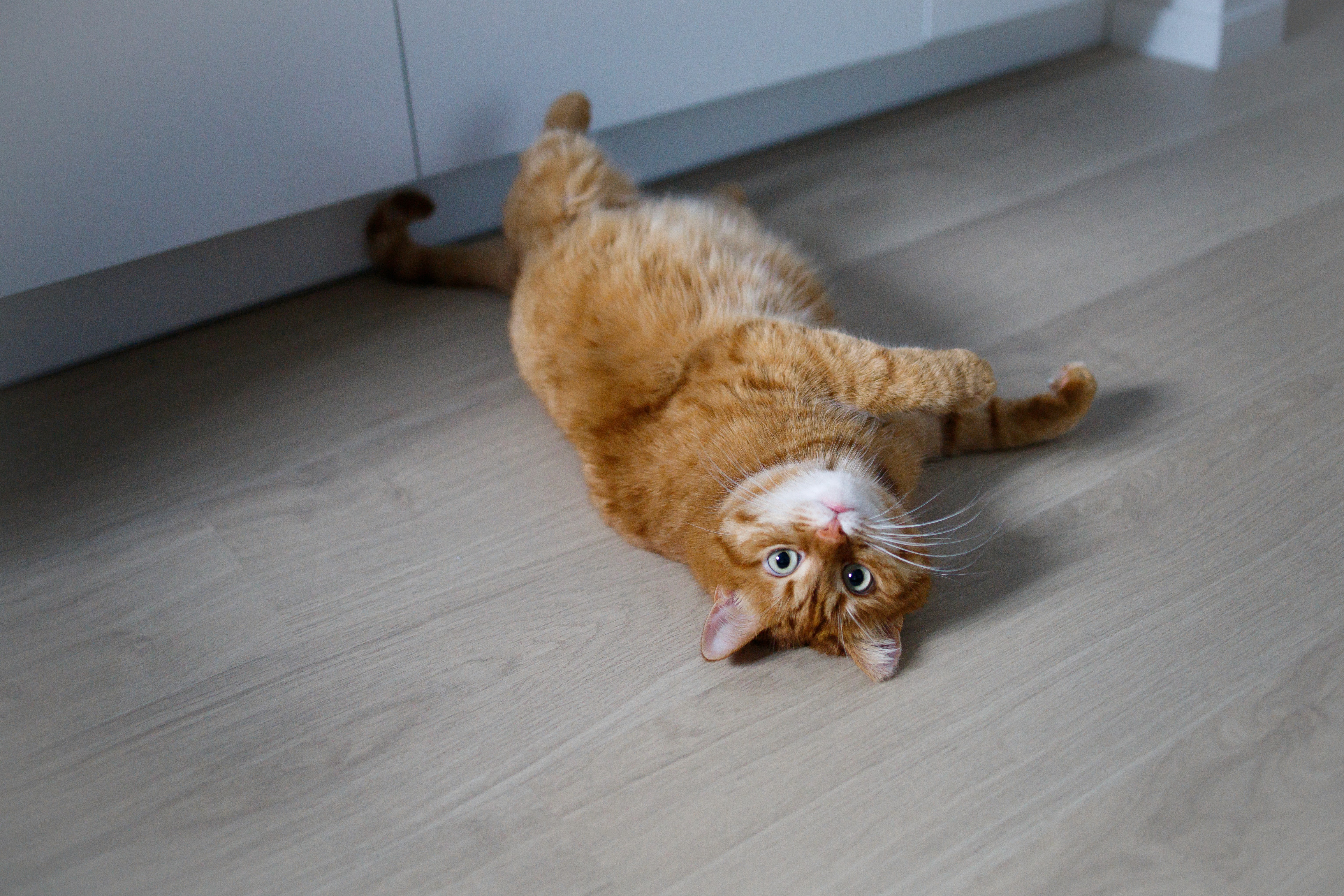 Ginger cat stretched out on flat, even flooring at home in Brisbane — relaxed, stable surface with no uneven spots under paws.