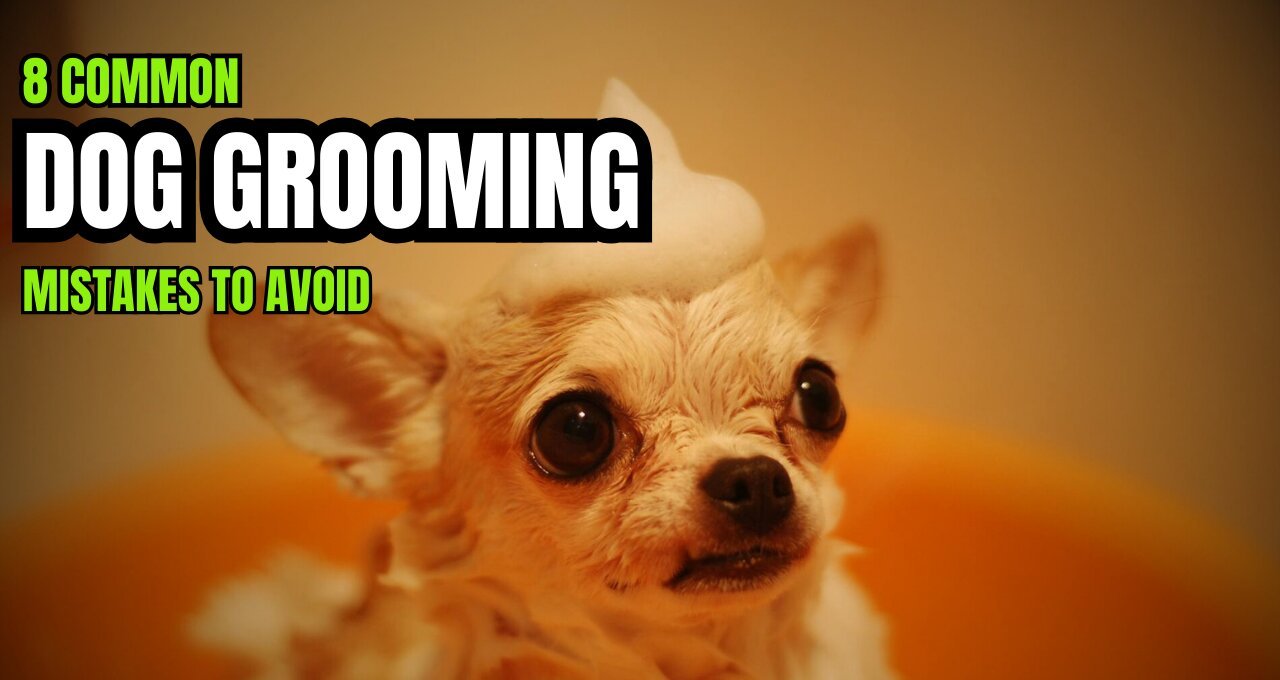 Common Dog Grooming Mistakes to Avoid