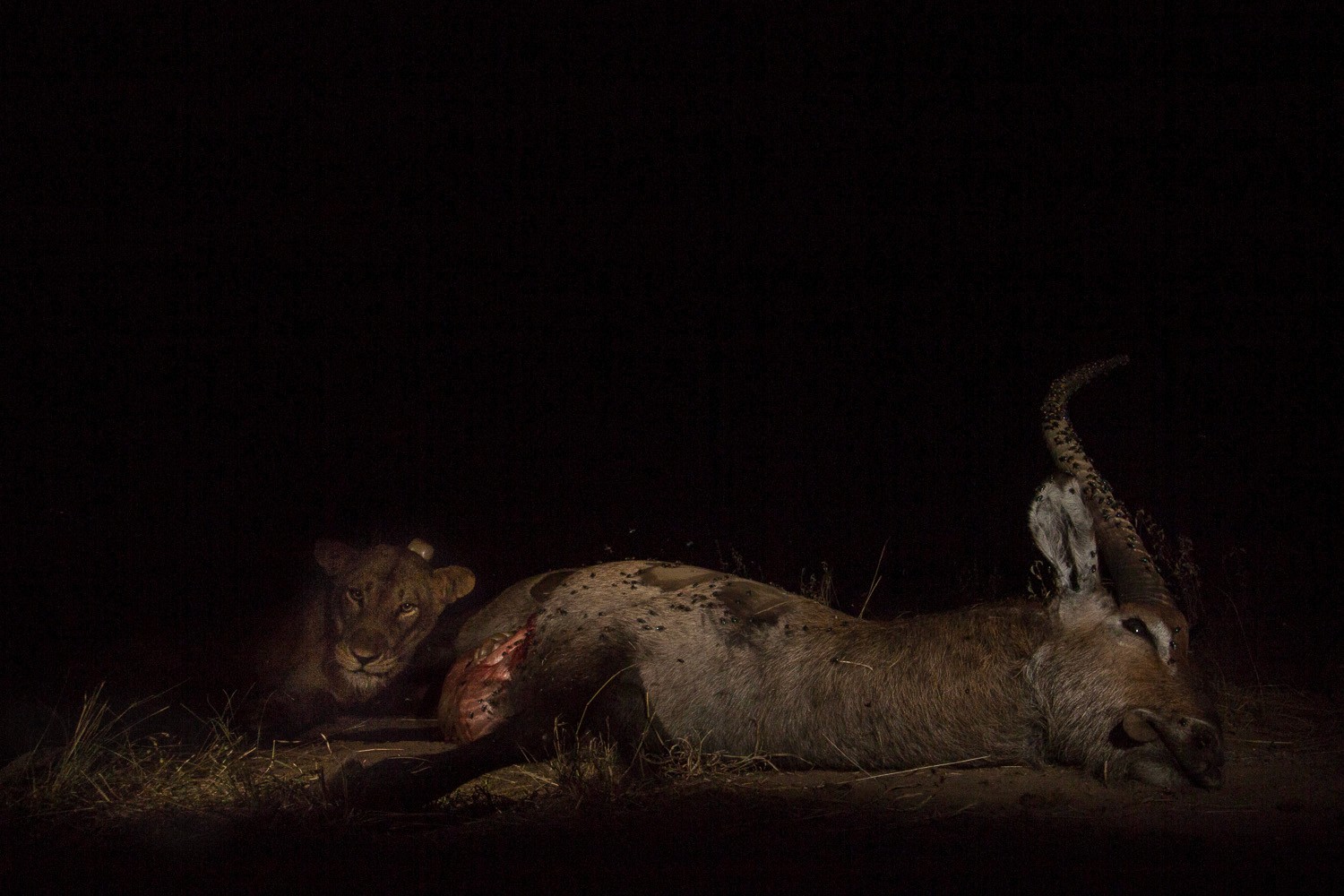 Niki having a defassa waterbuck for dinner