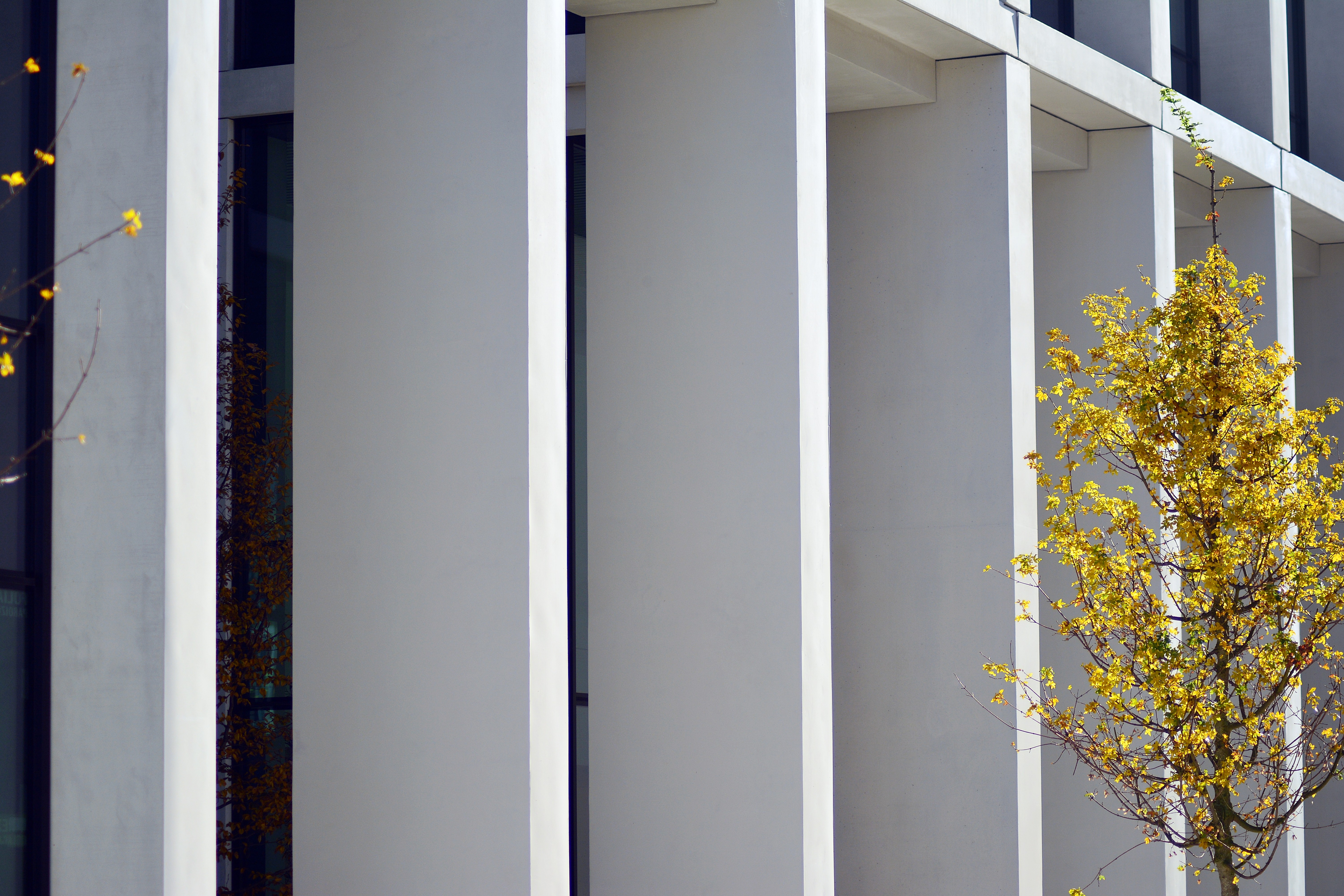 Modern building facade with vertical lines and a yellow tree in bloom