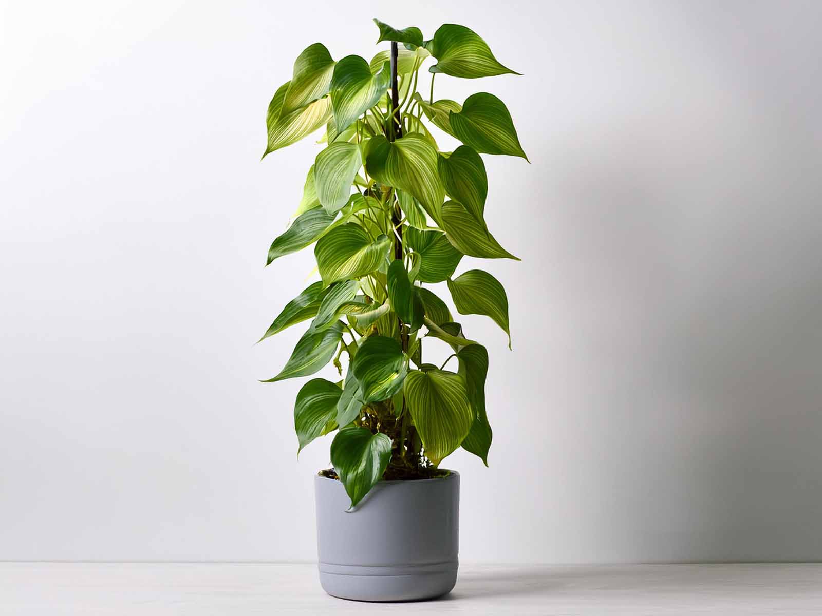 Totem Pothos plant climbing a moss pole with glossy green leaves in a modern St. Louis office, supplied by Tropical Decor