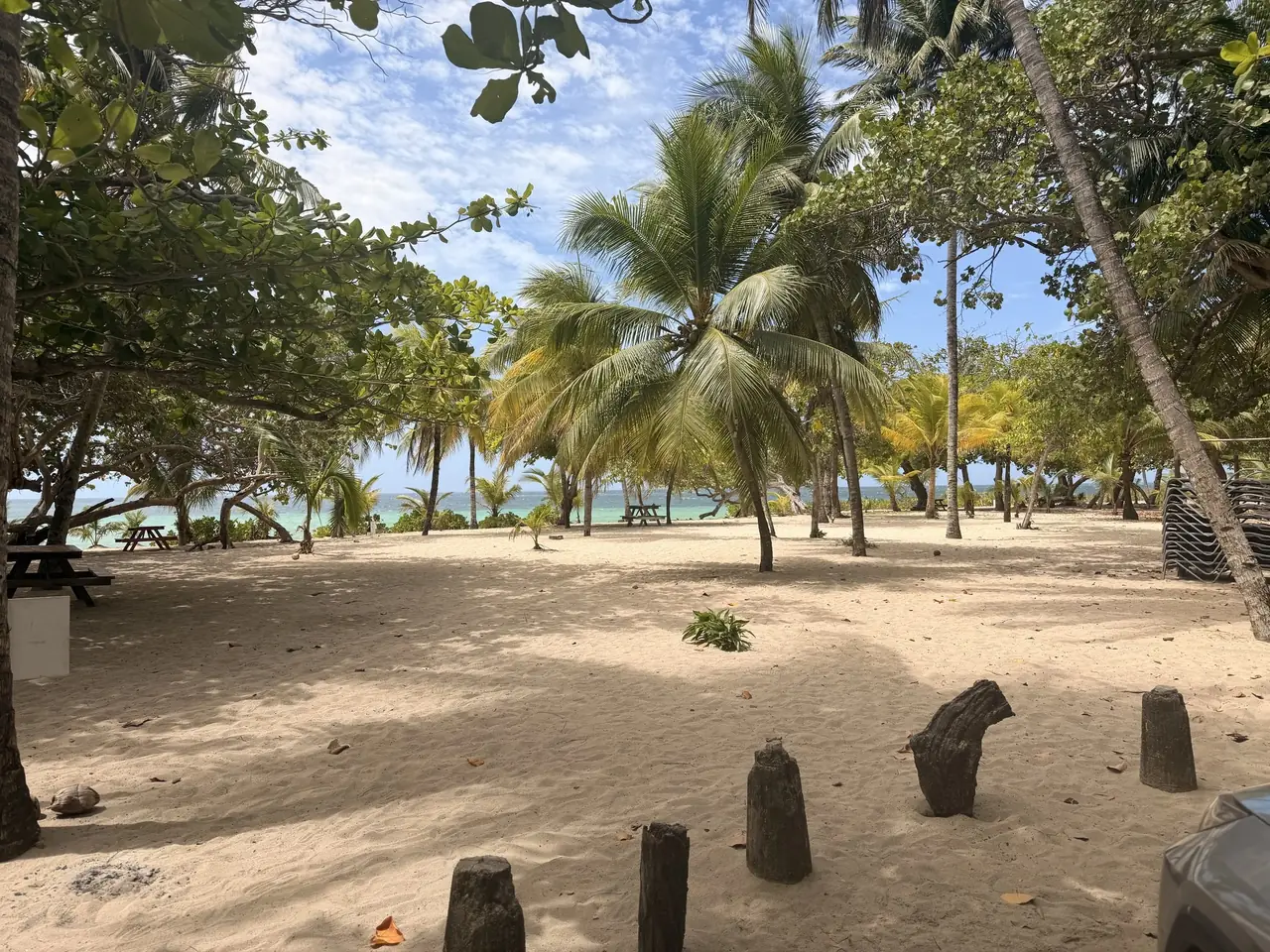 The coconut grove behind Camp Bay Beach, with picnic tables in the shade and open water beyond.