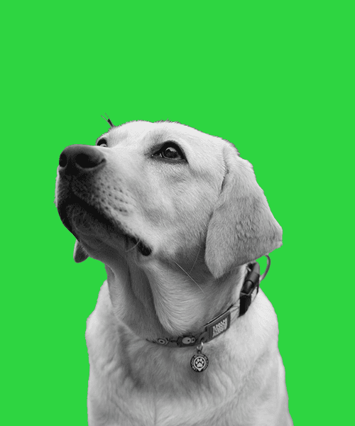 Pablo – Mood manager