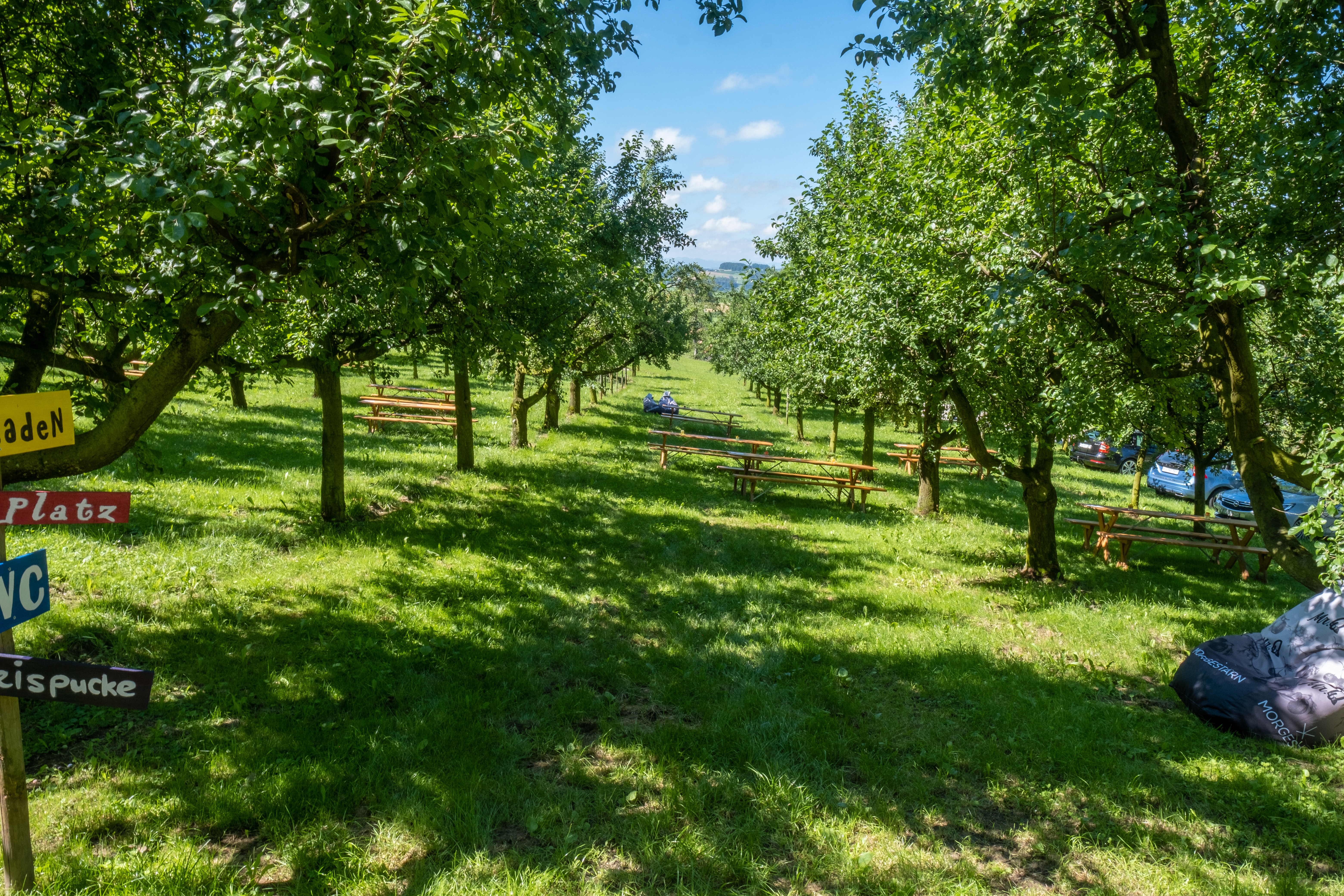 Pflaumen Hochstamm Obstgarten