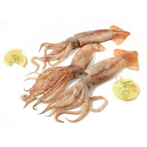 Totano