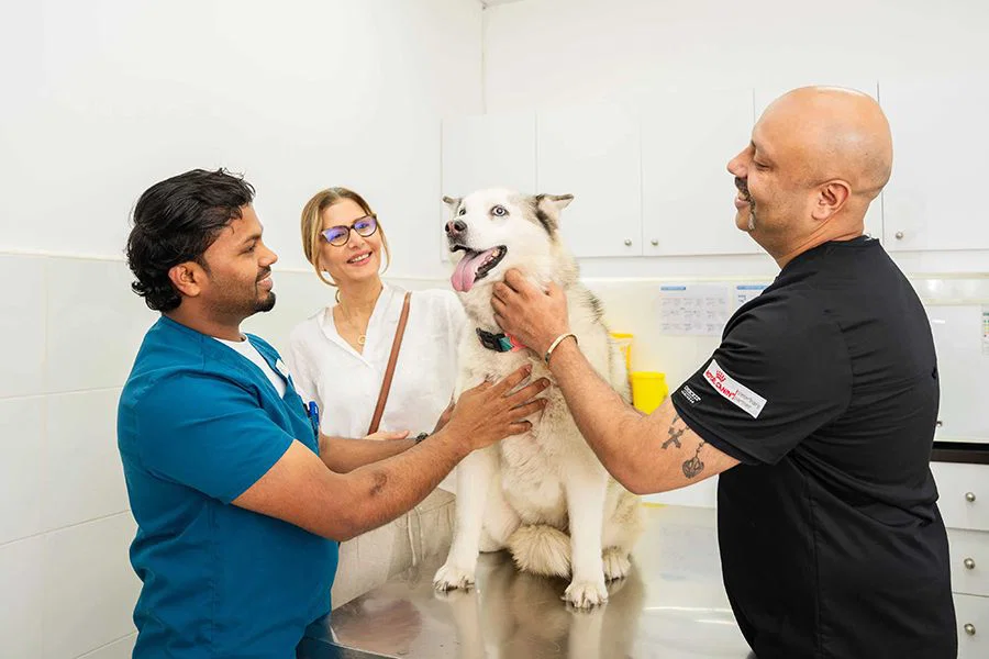 Two veterinarians are preparing a dog for deworming treatment while speaking to the pet owner.
