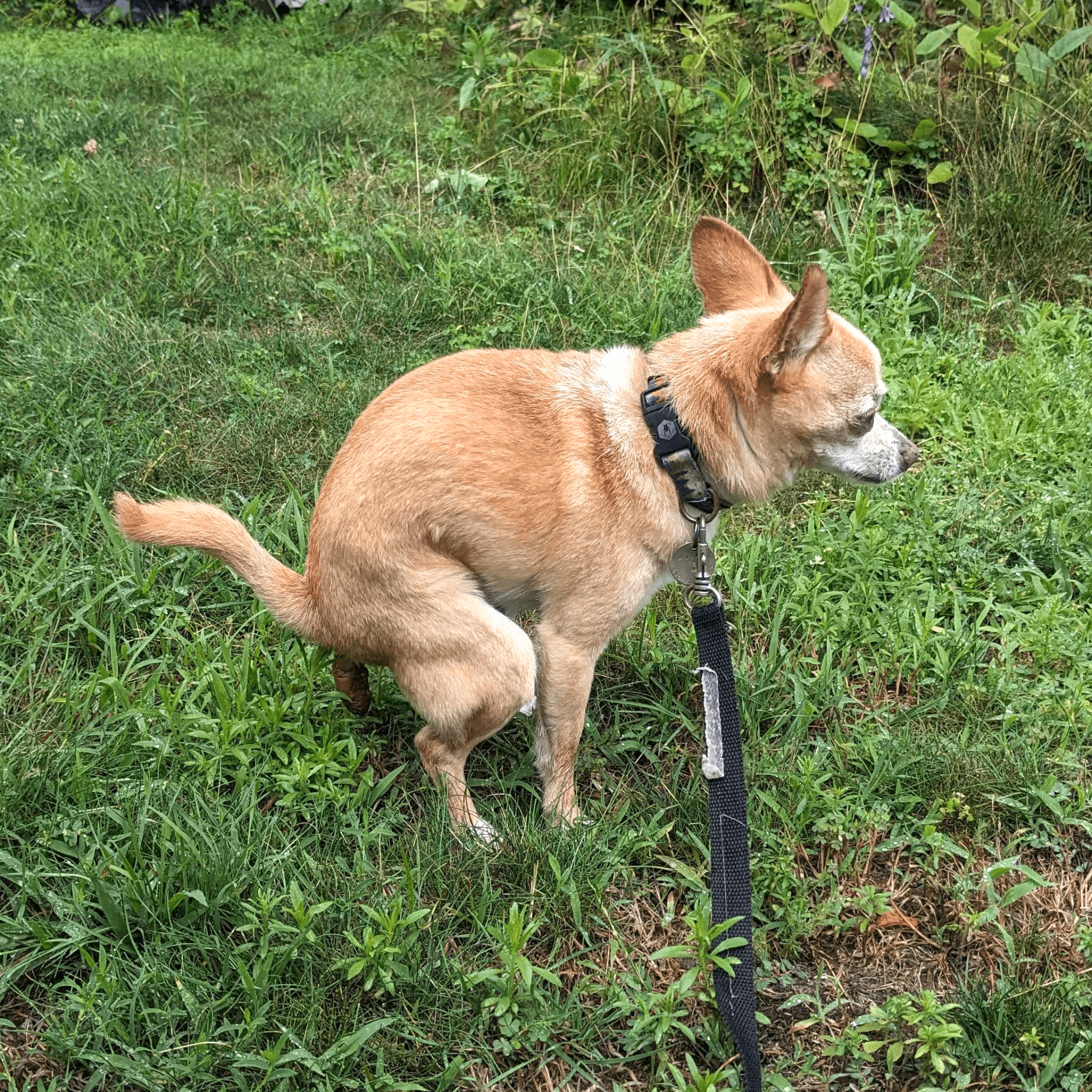 A photo of a tan chihuahua pooping on the grass.