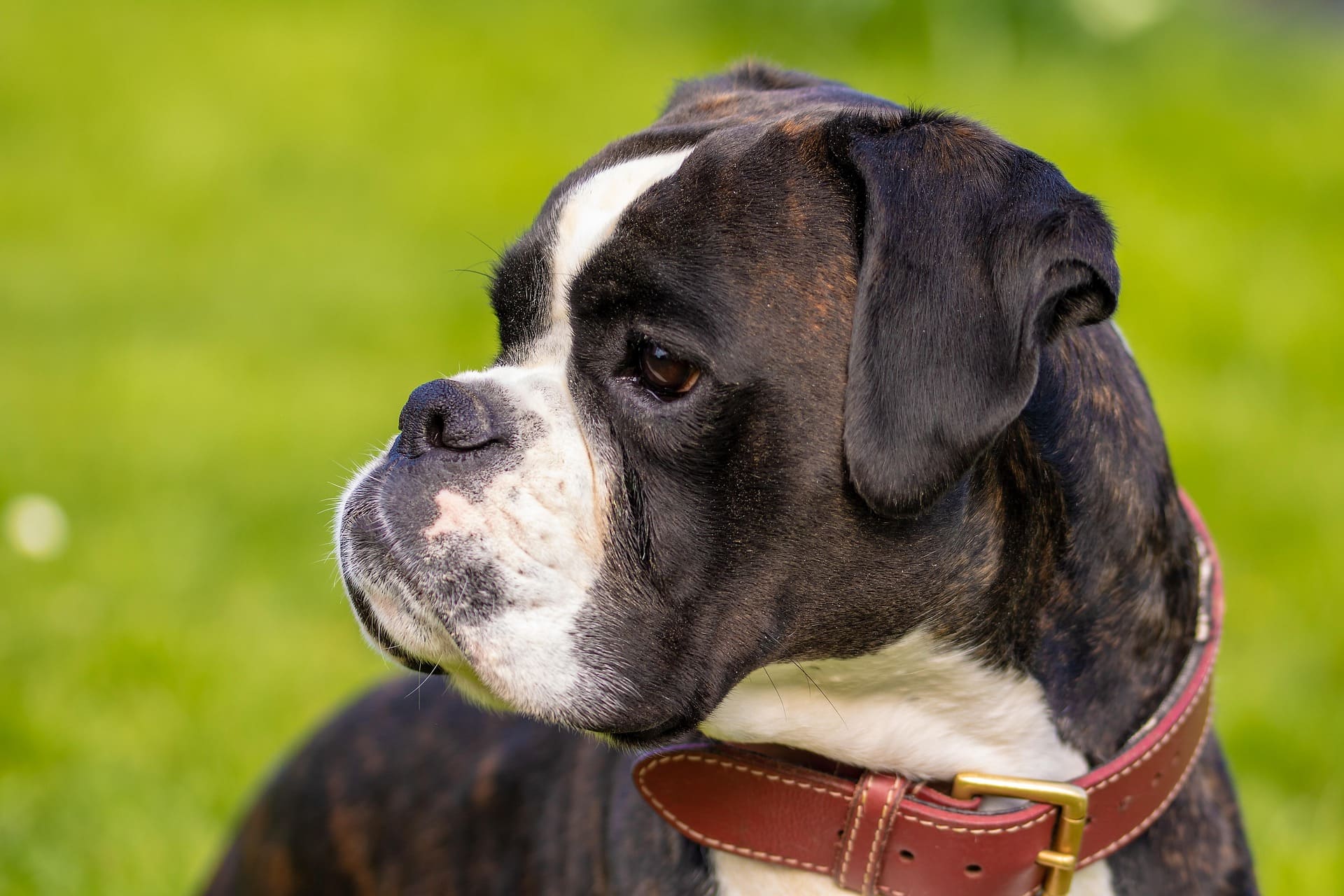 A Boxer is looking closely at something while on a field of grass.