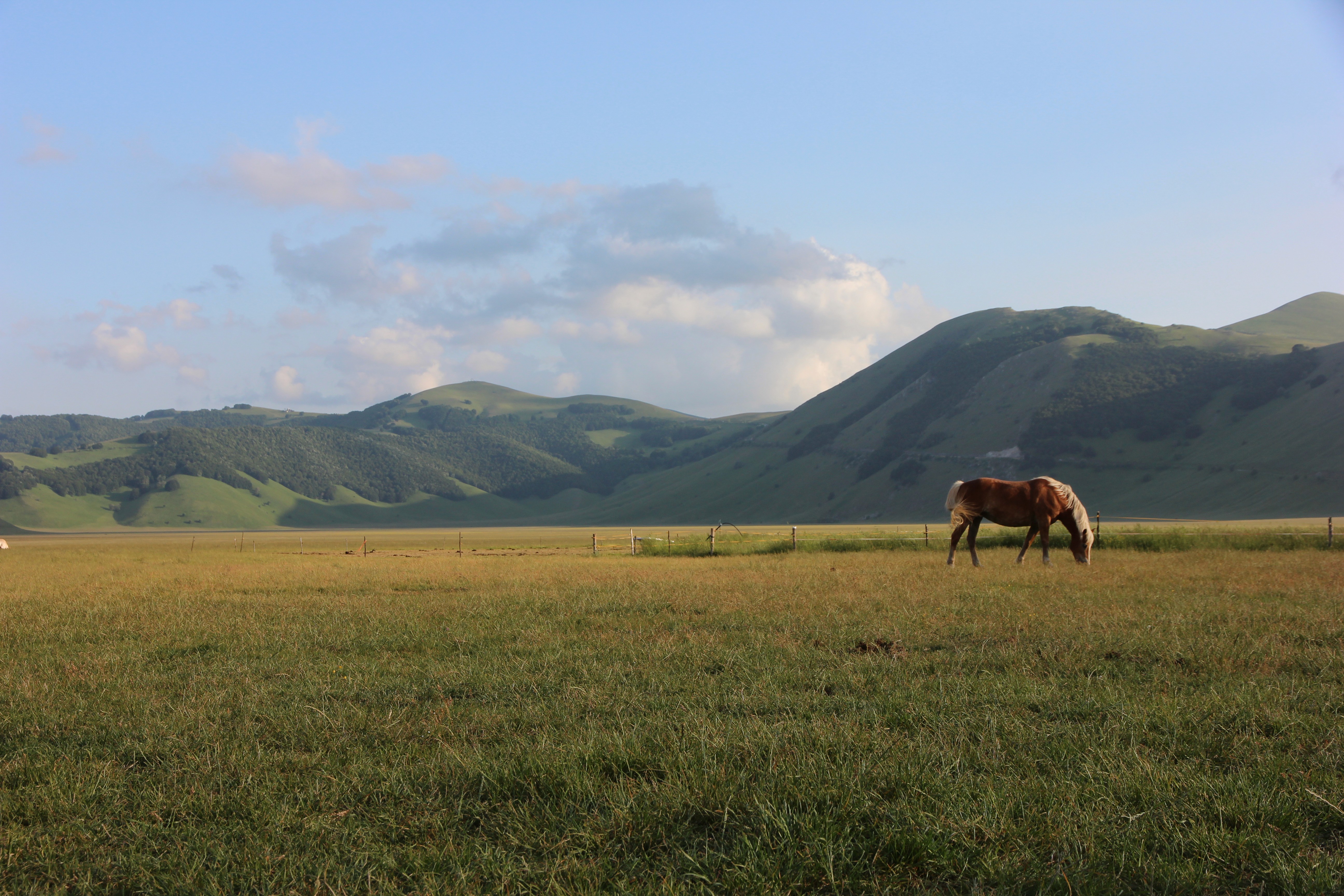 Horse in nature