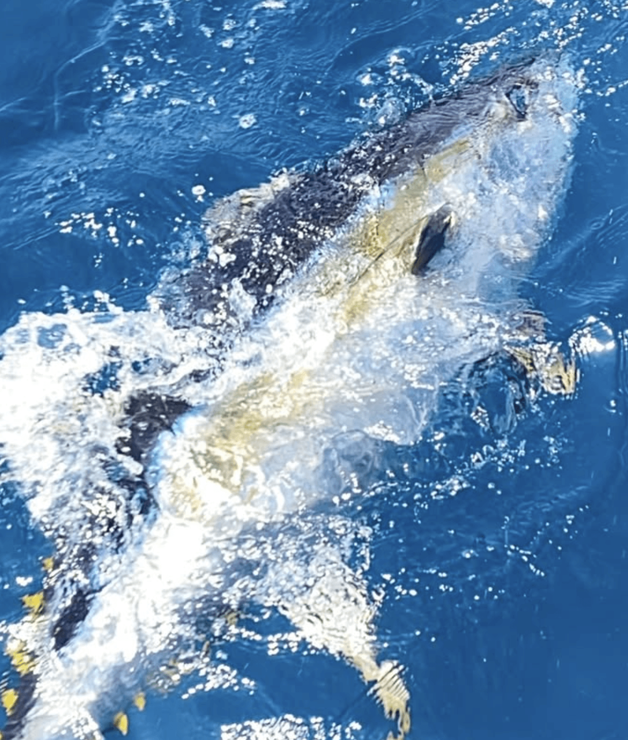 Oman, tun, yellowfin, popper, kastefiskeri, båd