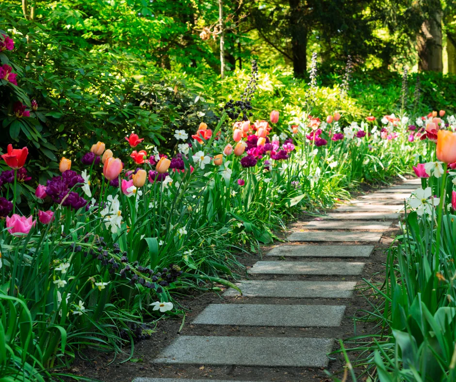 Tulips blooming on a spring lawn