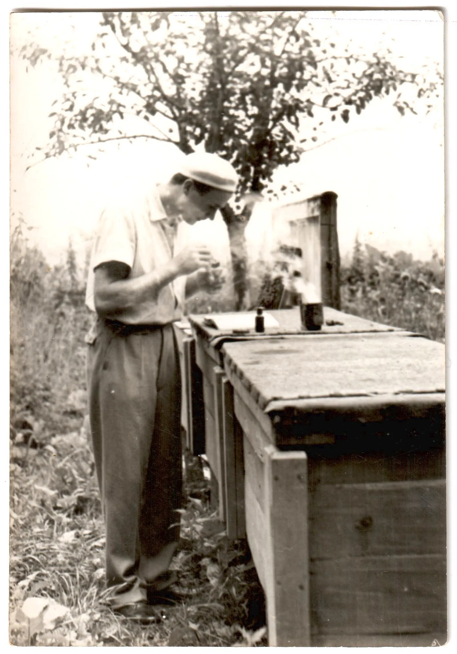 Bazsó András első méhkaptára, Bazsó Méhészet megalapítása
