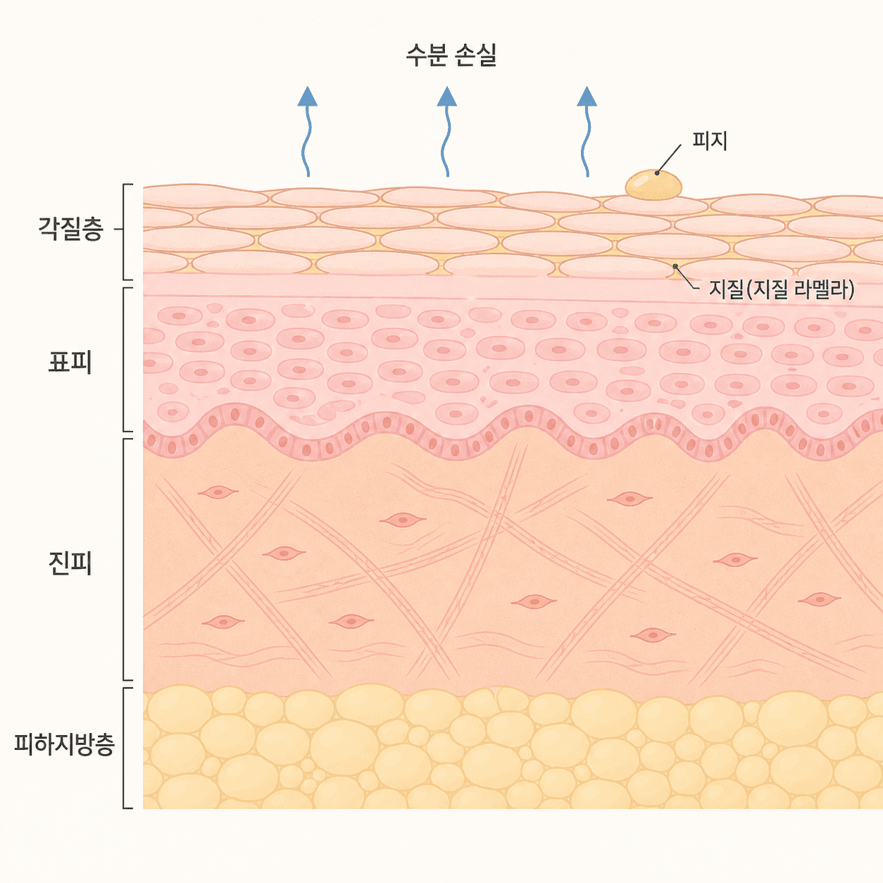 표면에 고이는 유분과 각질층 사이로 빠져나가는 수분은 다른 층의 일이에요