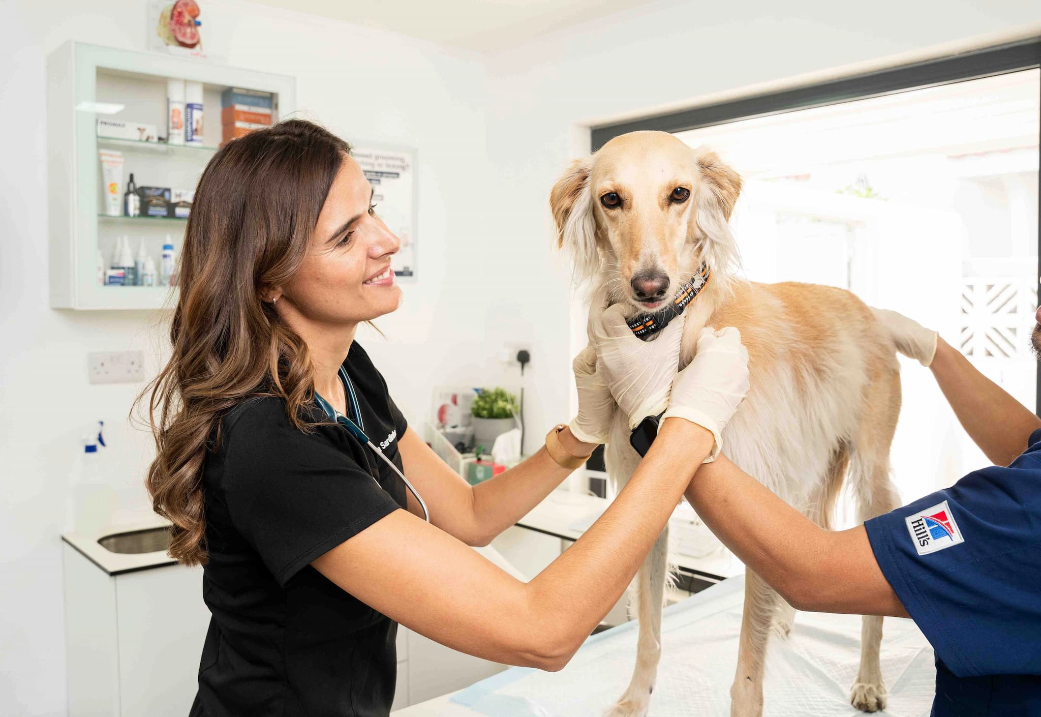 Treating Skin Papillomas in Dogs