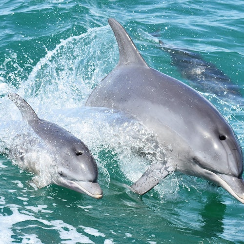 Indo Pacific Bottlenose Dolphins