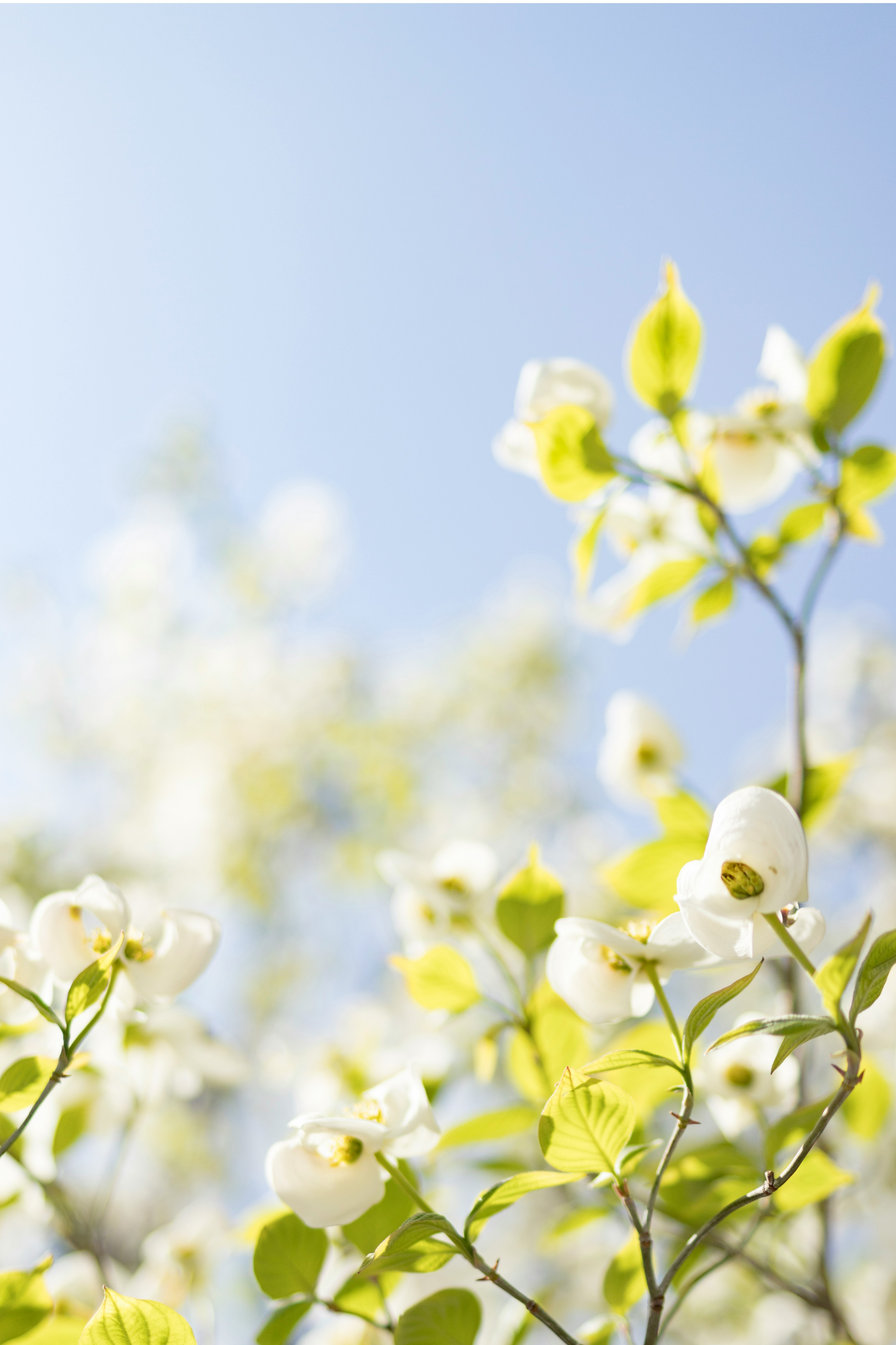 selective focus photo of white flowers