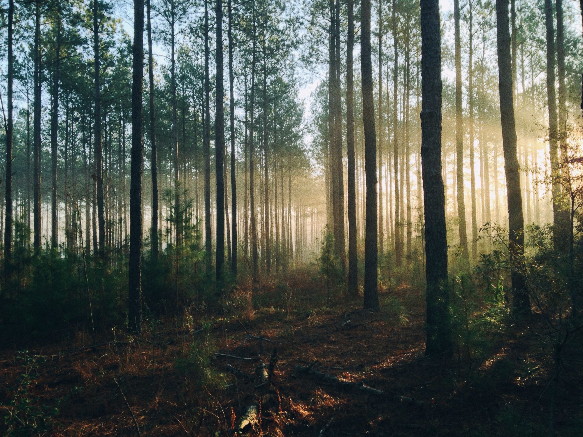 Sunlight filters through tall trees in a misty forest, creating a serene and enchanting atmosphere.