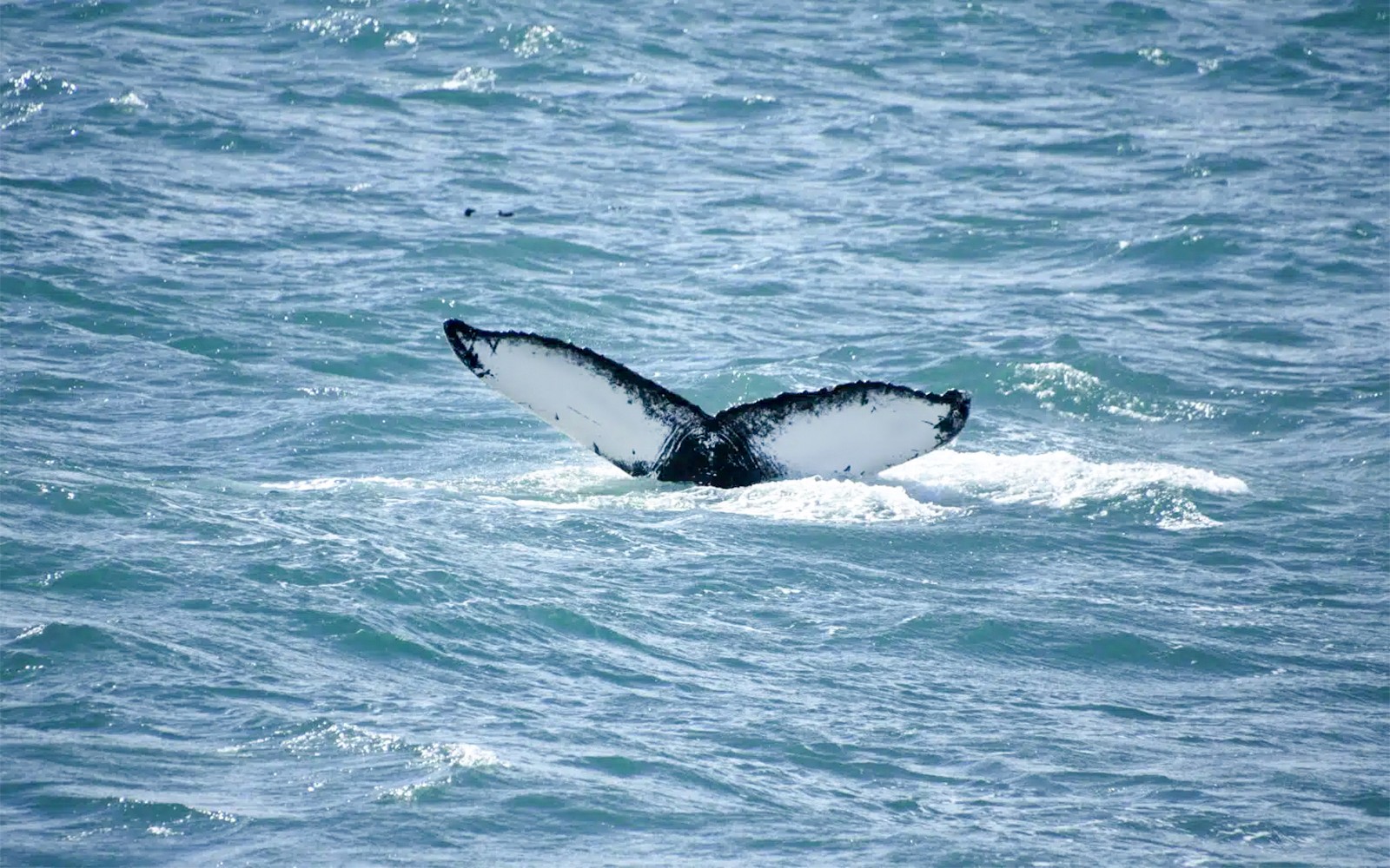 在雷克雅未克的RIB快艇之旅中,鲸鱼尾巴从水中浮现。