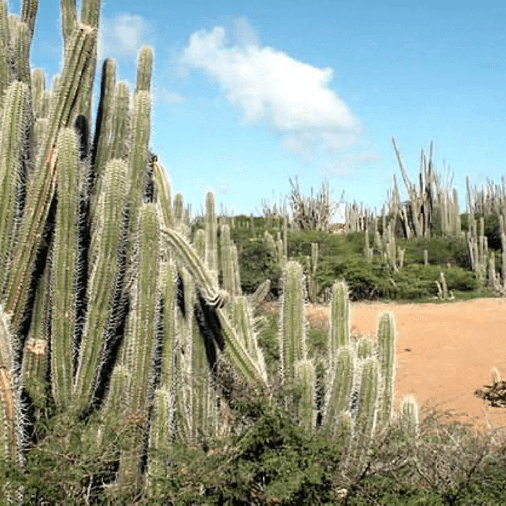 Washington Slagbaai National Park Cactus