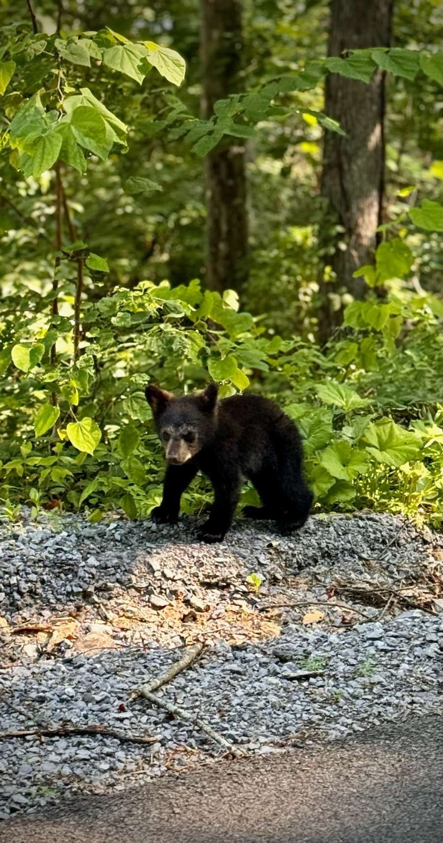 How to Safely See Black Bears in the Smoky Mountains