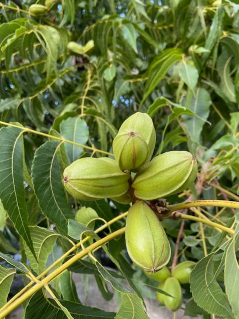 Κλαρί πεκάν με καρπούς και το φύλλομα.