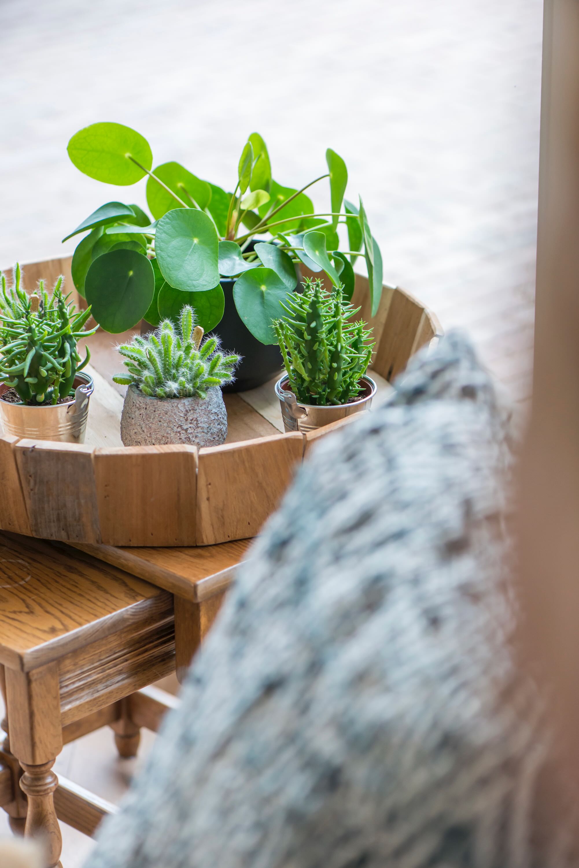 vetplantjes vintage stijl