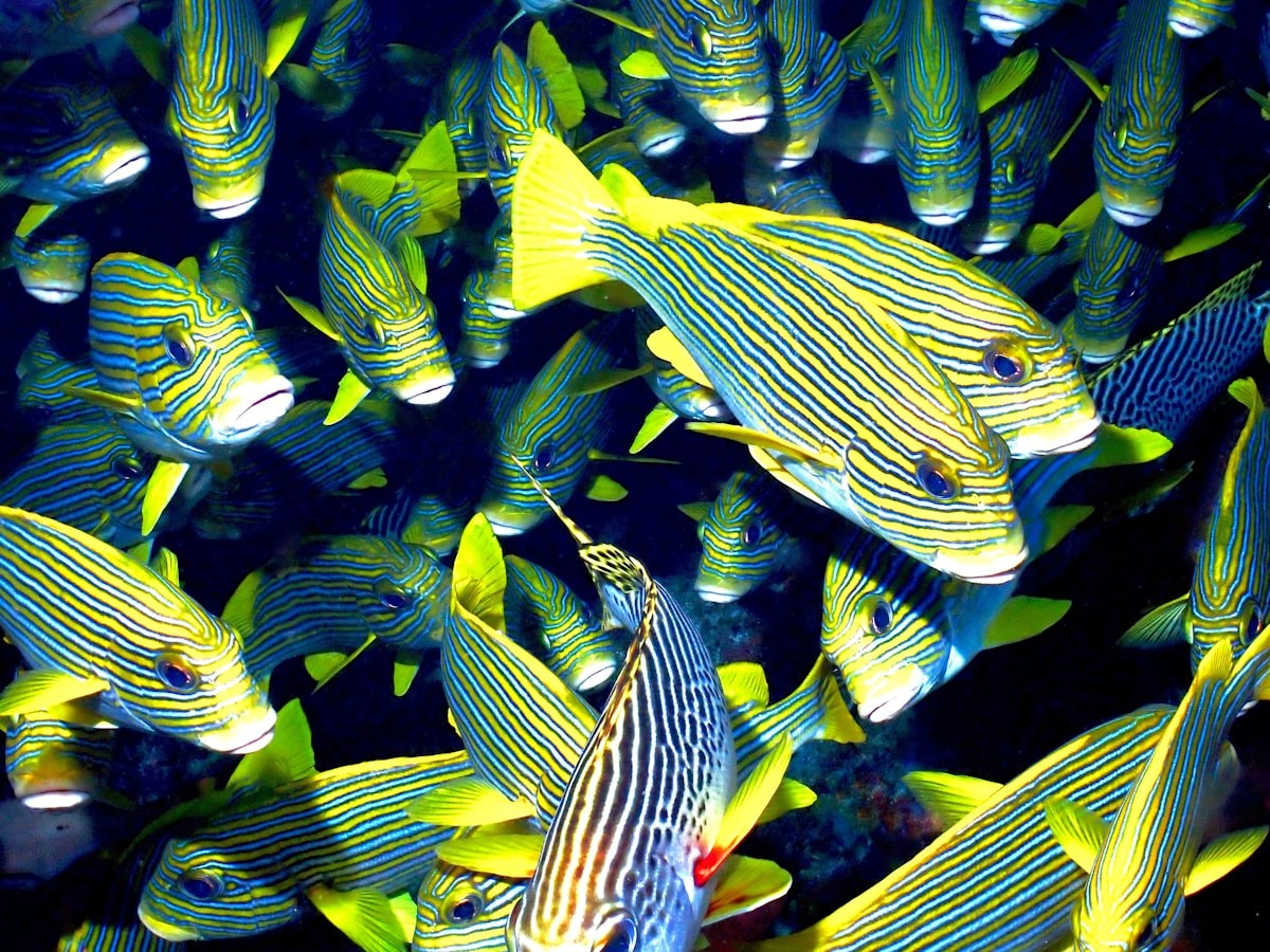 School of striped sweetlips fish schooling over a reef in Raja Ampat