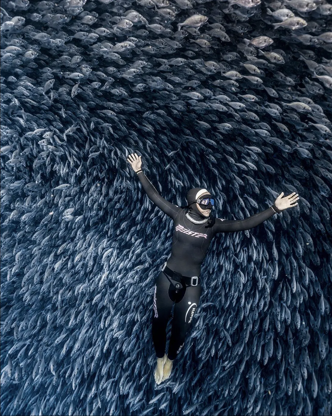 freediver meister laying above a group of fish