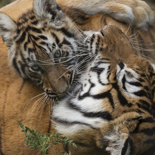 Vé vào cổng Khu bảo tồn Safari Lumigny & Terre de Singes tại Lumigny Nesles Ormeaux