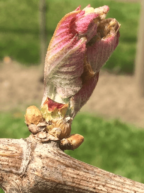 Guests submitting reservation requests via Elara's contact form with email and phone support options