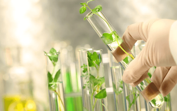 Scientist manipulating test tubes containing aquatic plants in a laboratory.