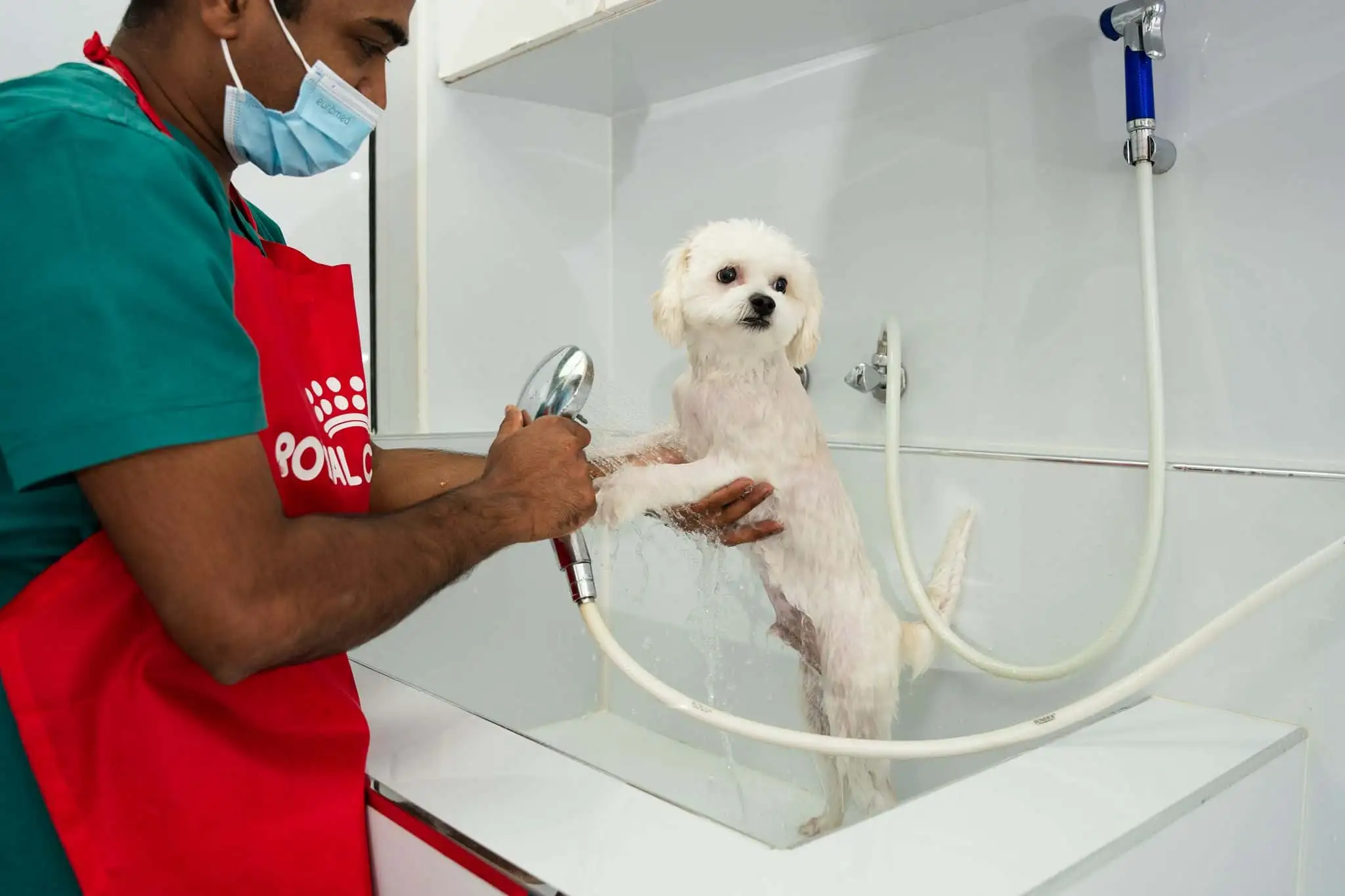 A pet groomer is bathing a white dog. 