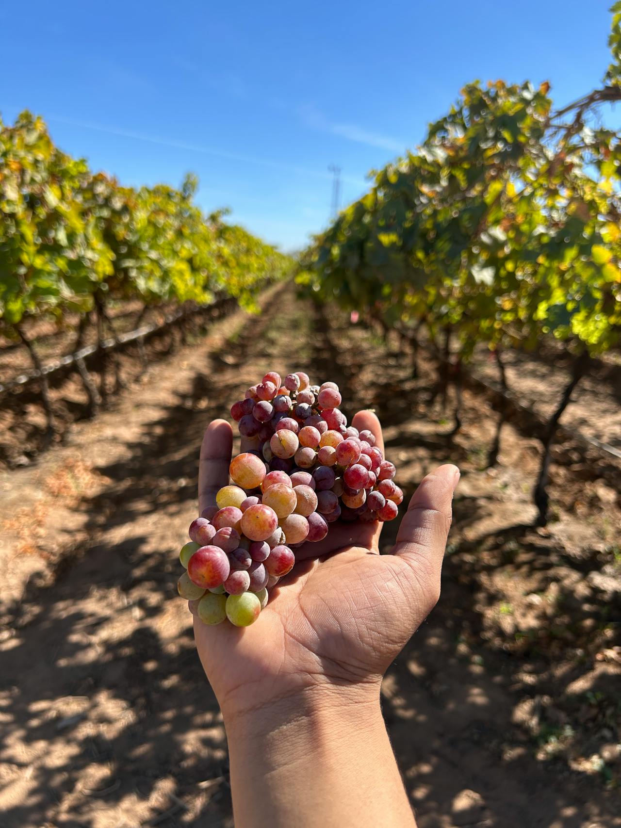A hand holding a grape in a vineyard