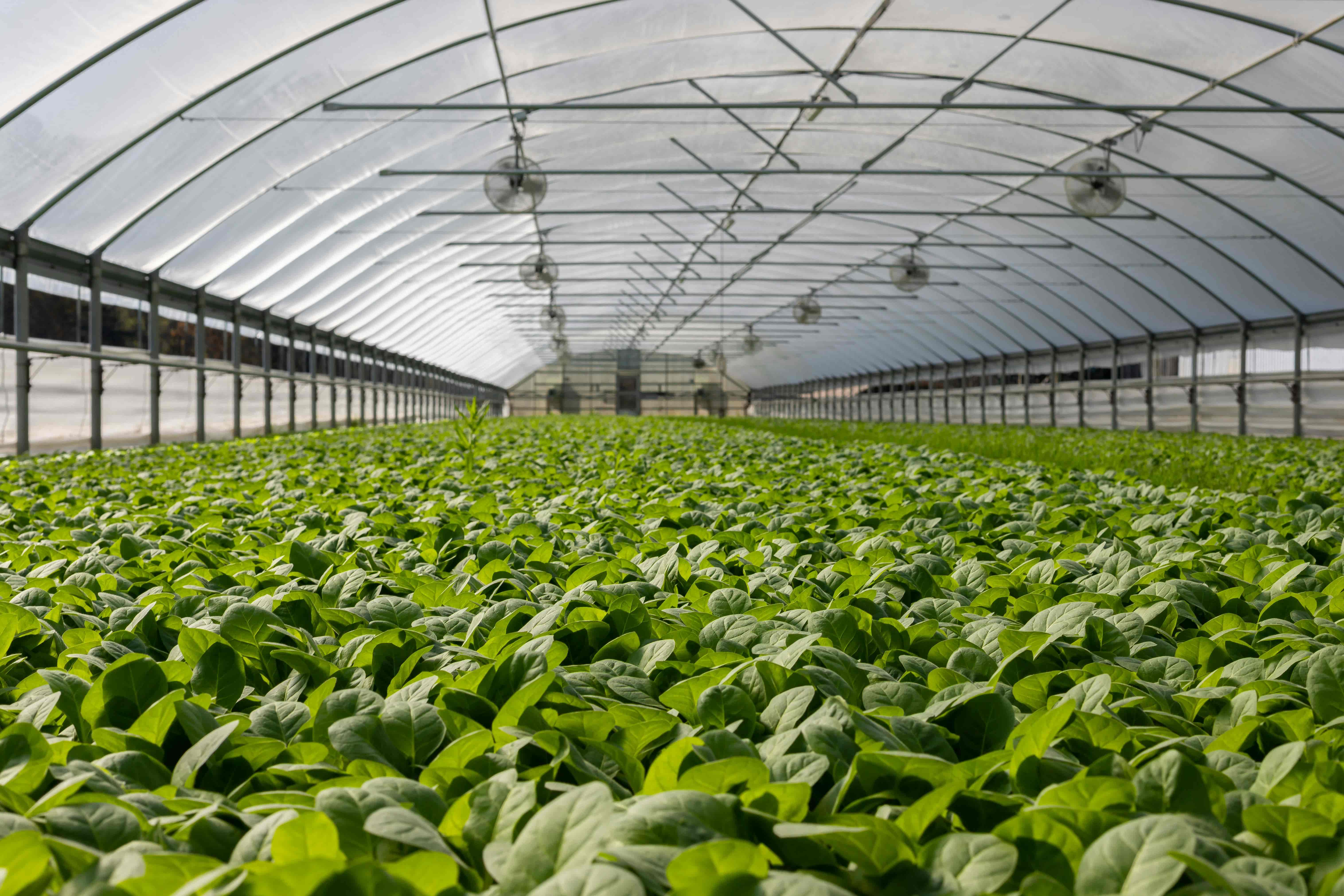 Interior of a large greenhouse with rows of lush green plants and ceiling-mounted ventilation system in a controlled environment