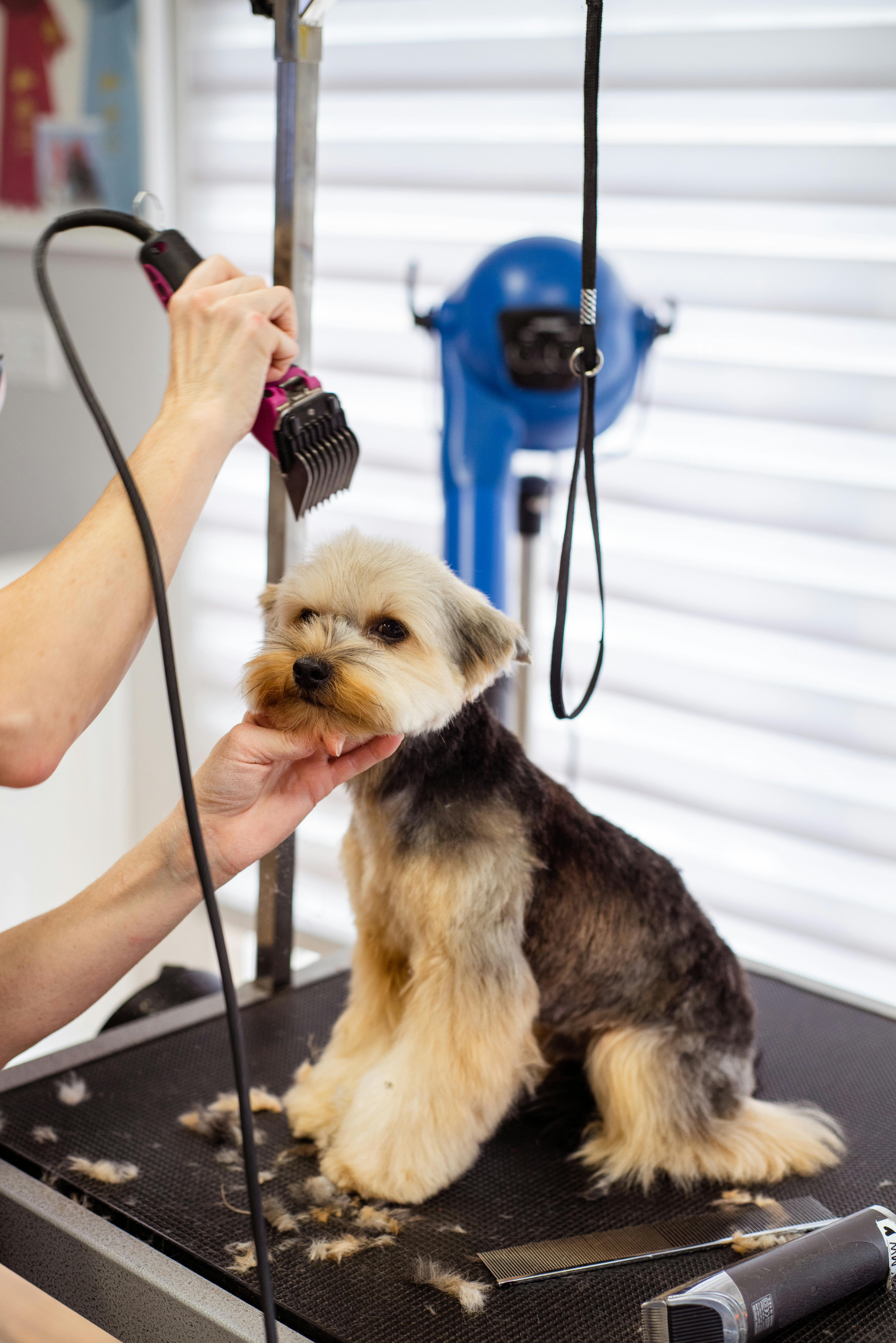 Dog grooming