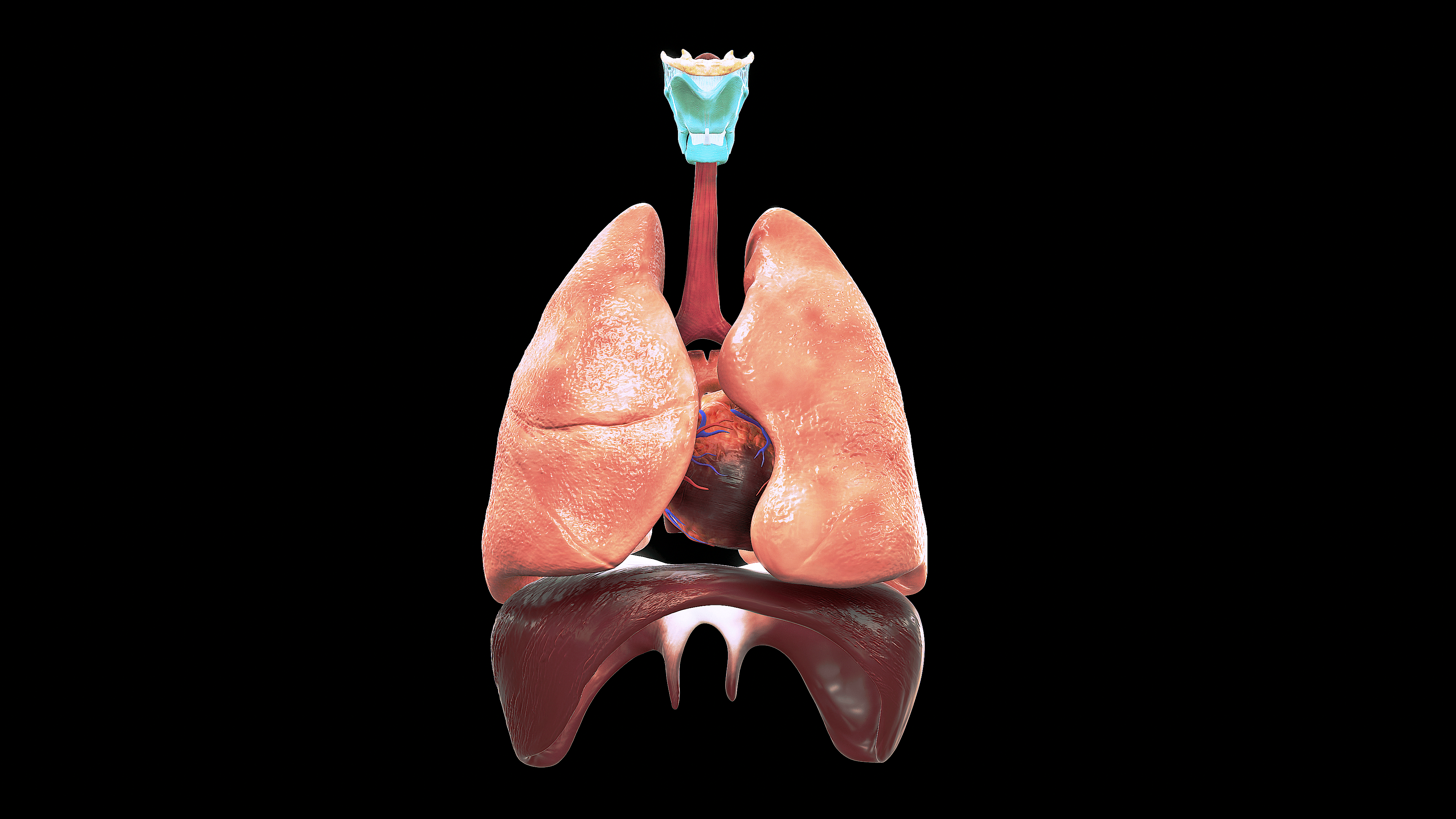 3D illustration of the human respiratory system, highlighting detailed anatomy of the lungs, airways, trachea, and alveoli for medical education and visualization purposes.