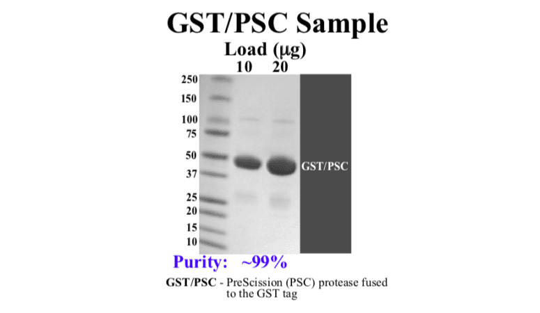 SDS-PAGE analysis showing purity of purified PreScission protease