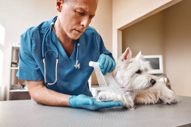 An emergency vet treating a dog's injury