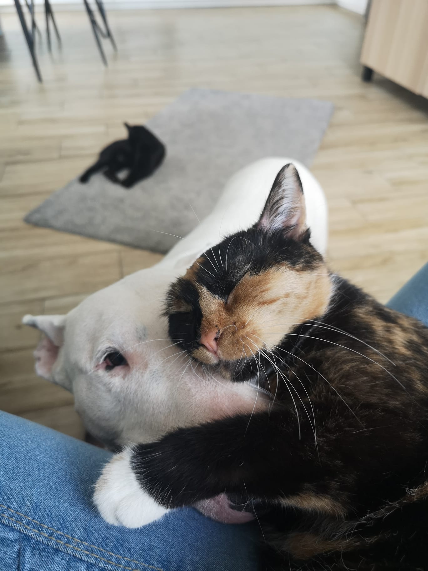 Śpiący kot przytulający pieska