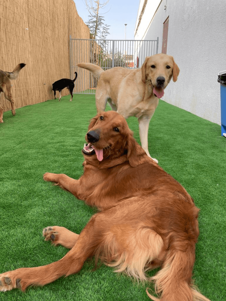 Two dogs on artificial grass, one lying down and the other standing, both with relaxed dog tails.