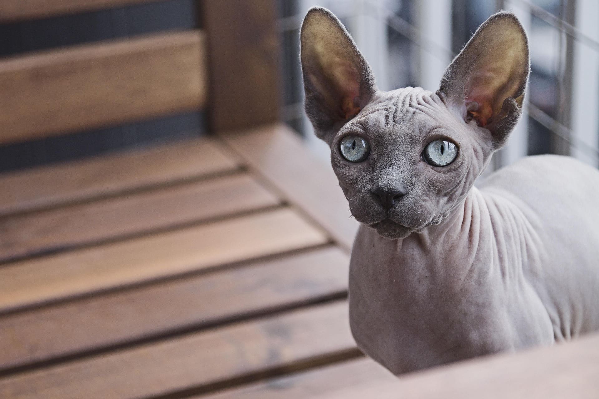 A Sphynx cat is looking up while standing on a wooden chair.